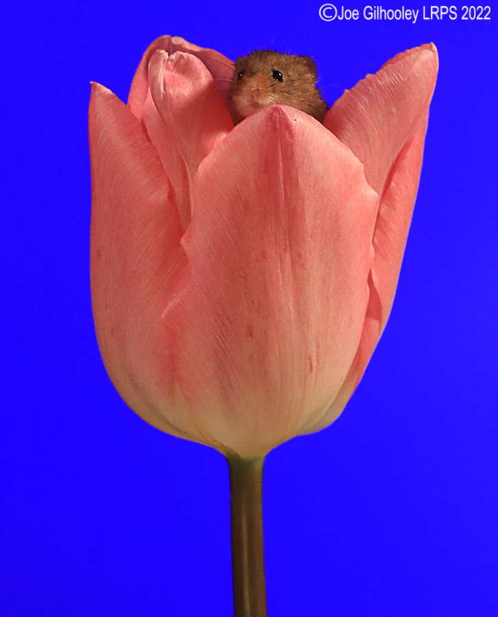 Harvest Mouse in a Tulip