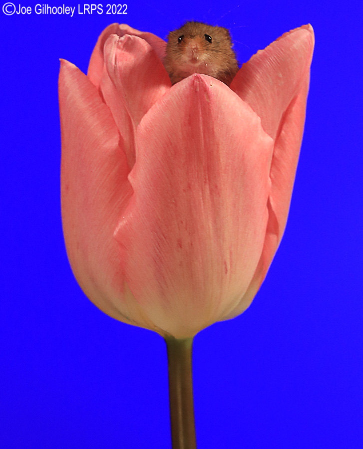 Harvest Mouse in a Tulip