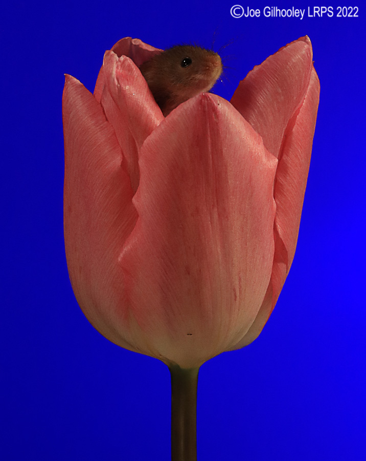 Harvest Mouse in a Tulip
