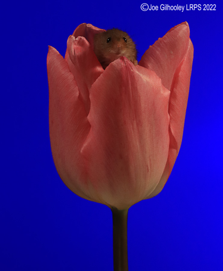 Harvest Mouse in a Tulip