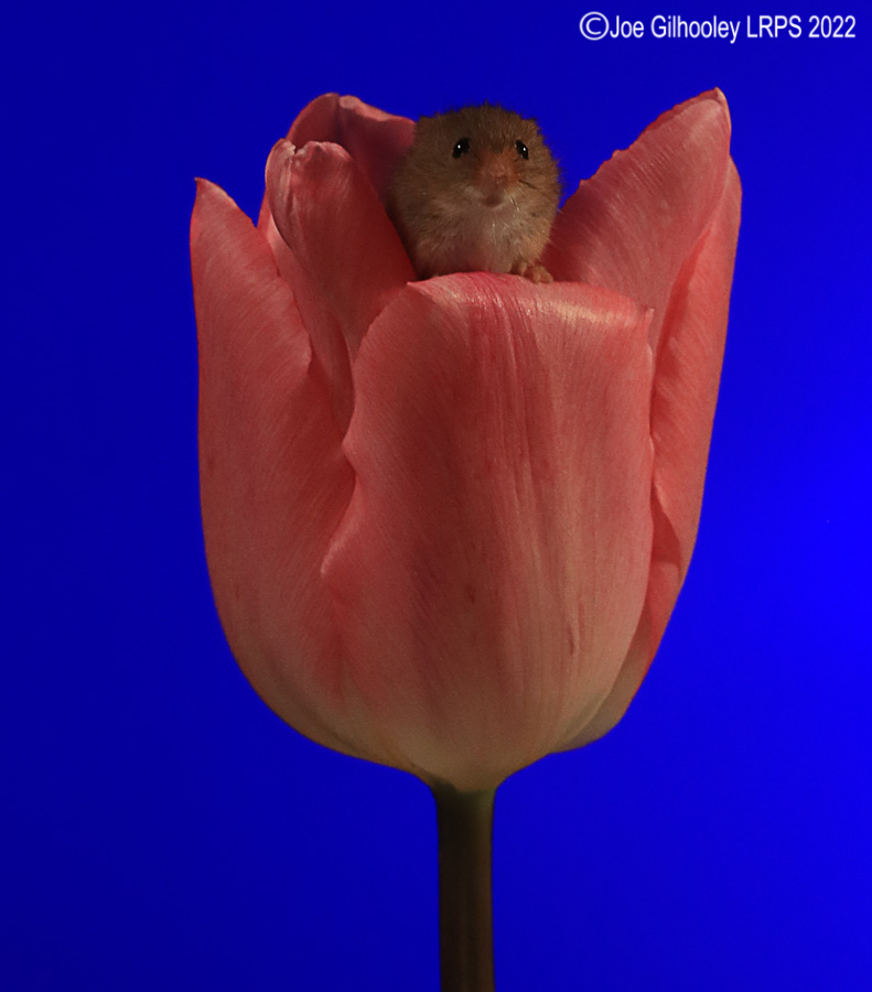 Harvest Mouse in a Tulip