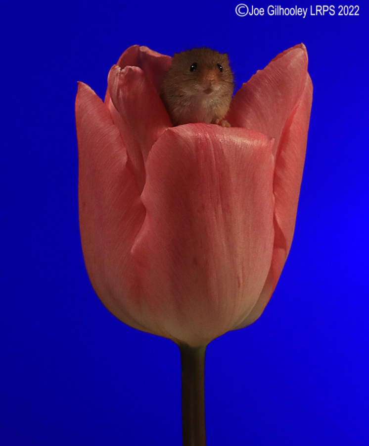 Harvest Mouse in a Tulip