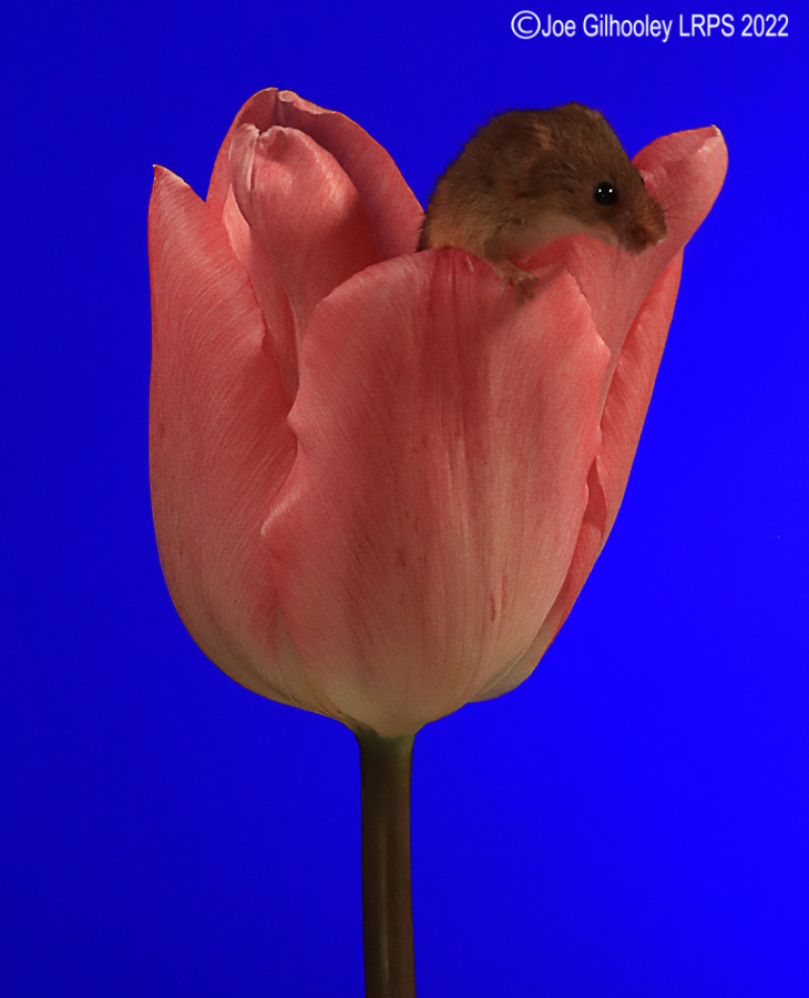 Harvest Mouse in a Tulip