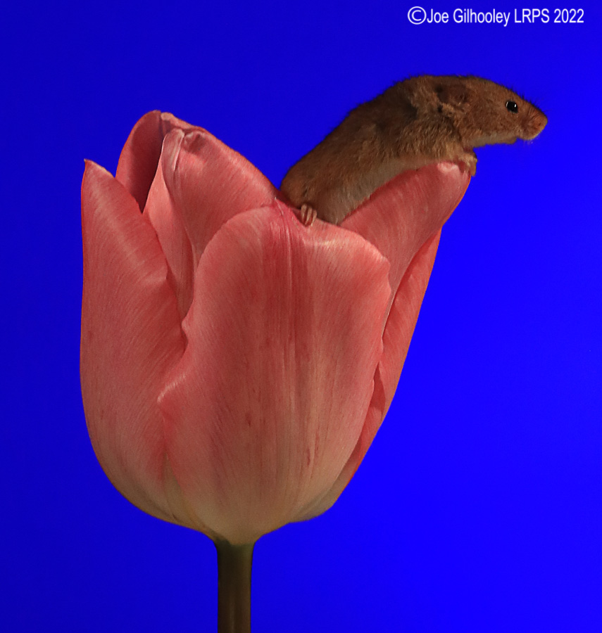 Harvest Mouse in a Tulip