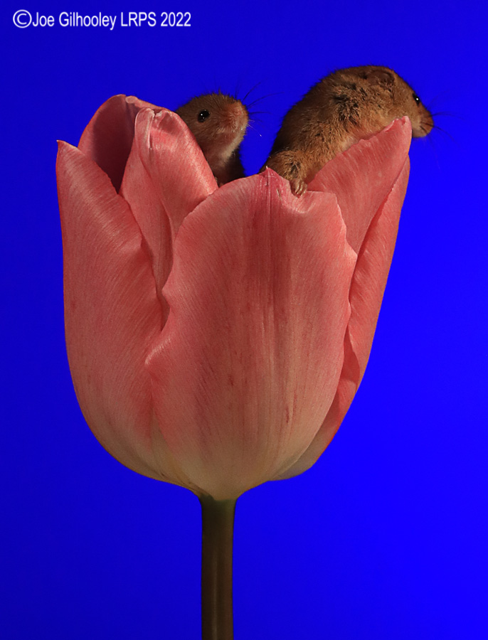Harvest Mouse in a Tulip