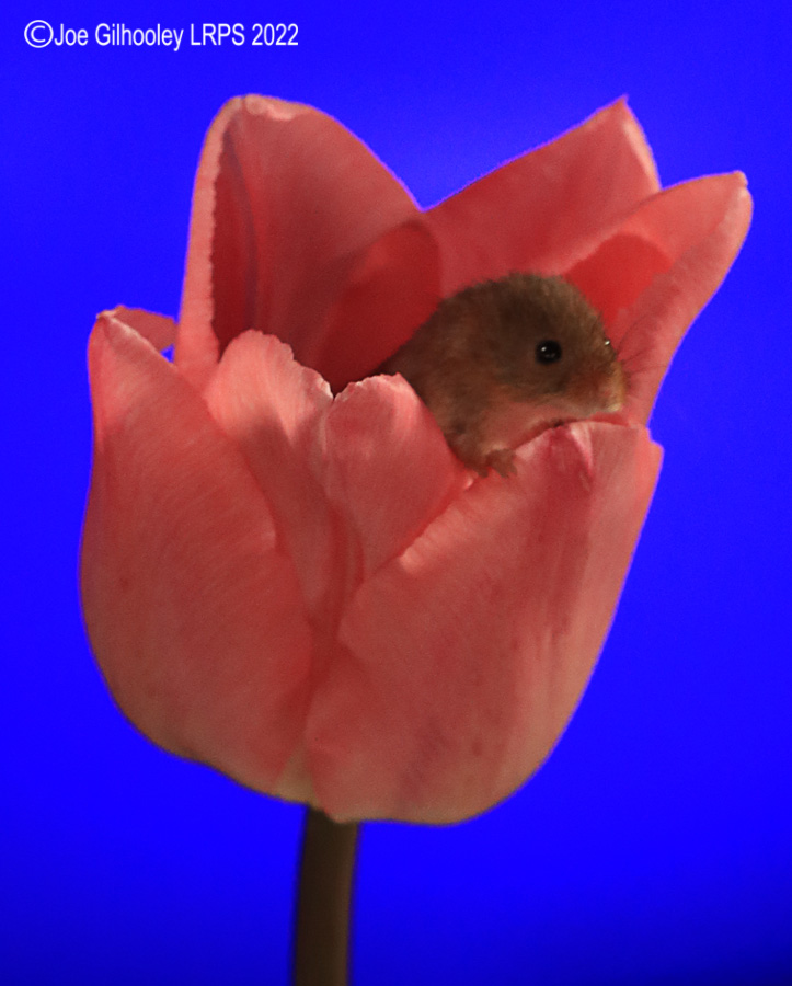 Harvest Mouse in a Tulip