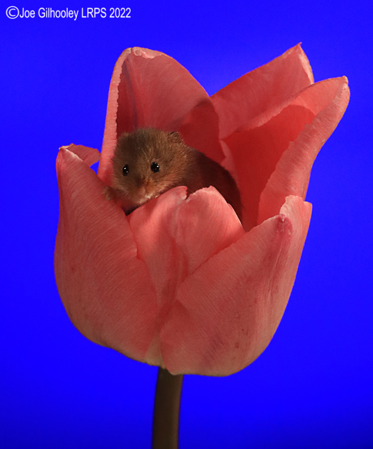 Harvest Mouse in a Tulip