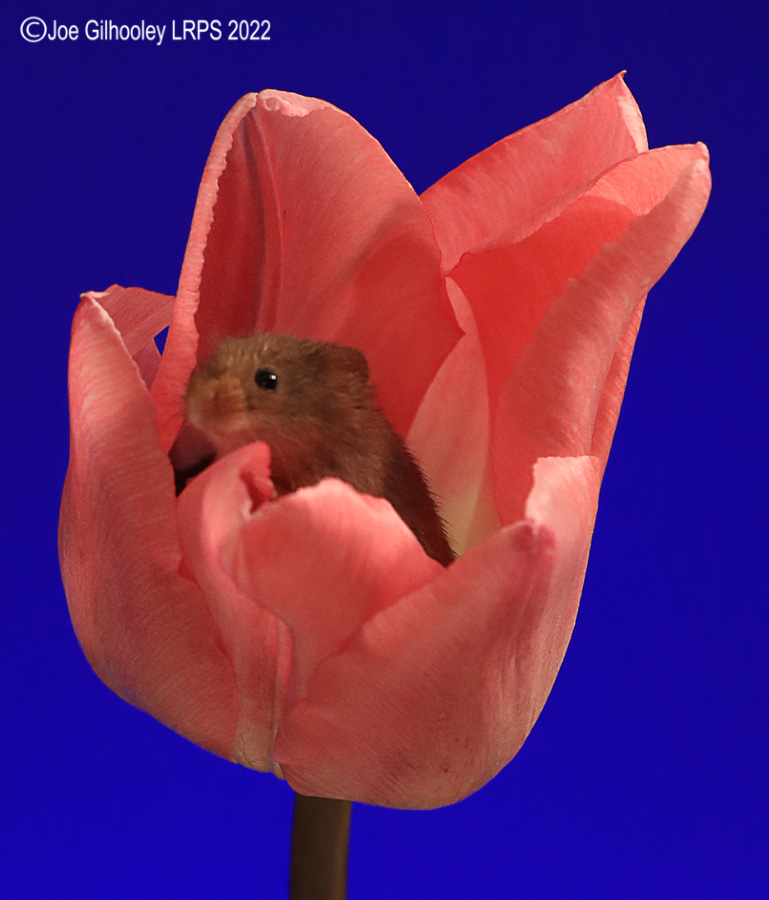 Harvest Mouse in a Tulip