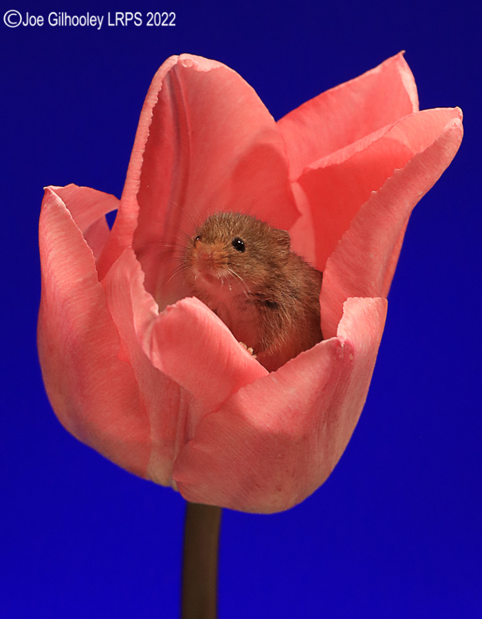 Harvest Mouse in a Tulip