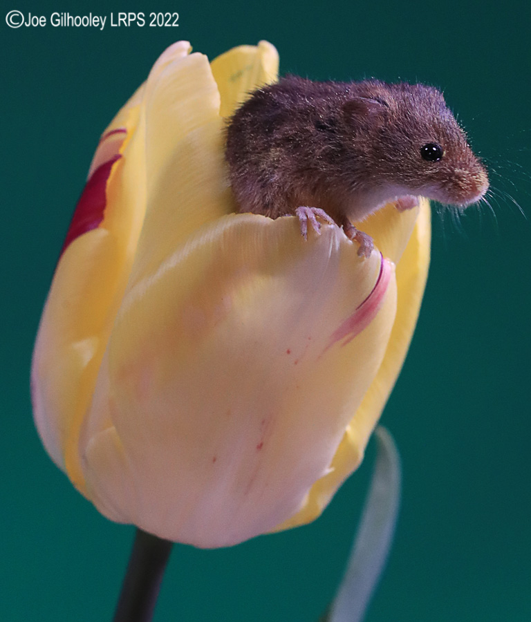 Harvest Mouse in a Tulip