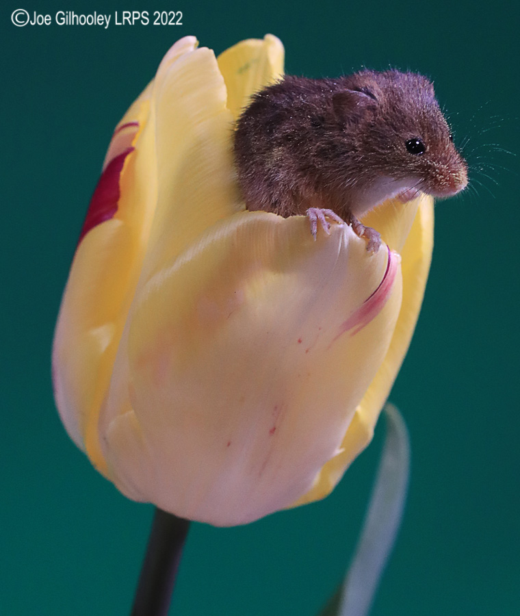 Harvest Mouse in a Tulip