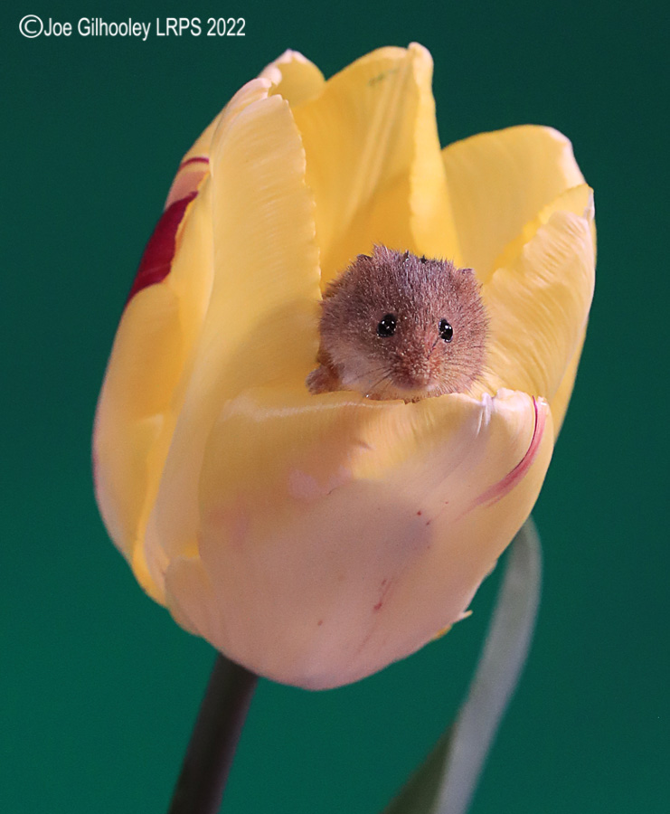Harvest Mouse in a Tulip