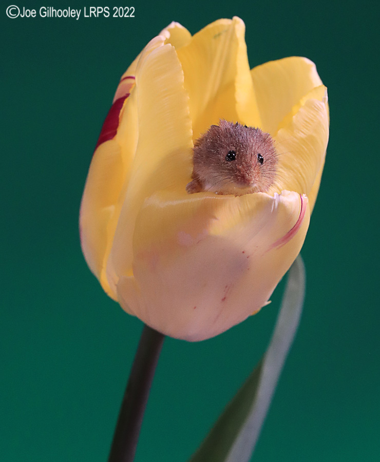 Harvest Mouse in a Tulip