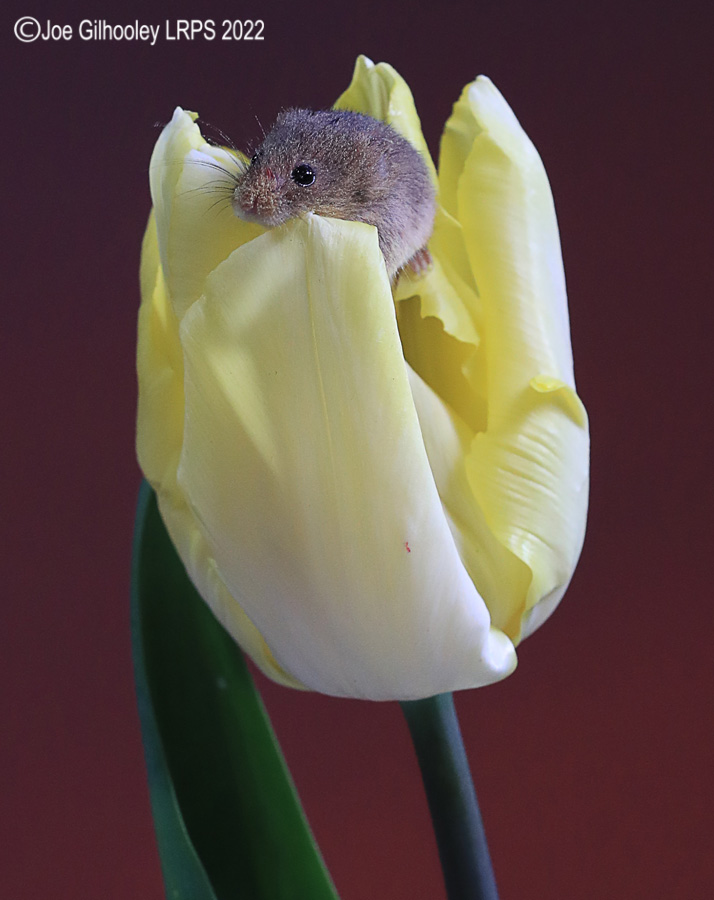 Harvest Mouse in a Tulip