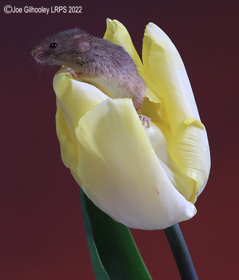 Harvest Mouse in a Tulip