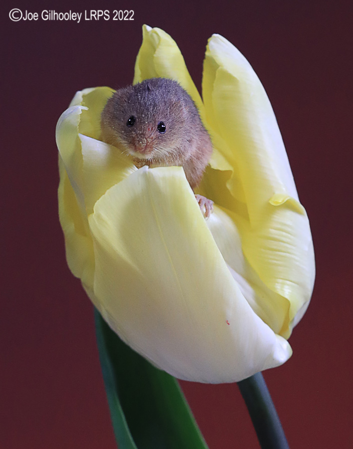 Harvest Mouse in a Tulip