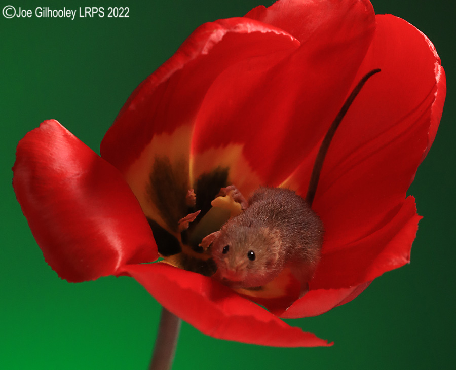 Harvest Mouse in a Tulip
