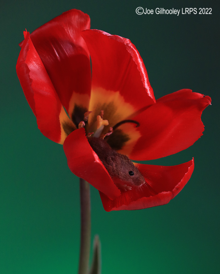 Harvest Mouse in a Tulip