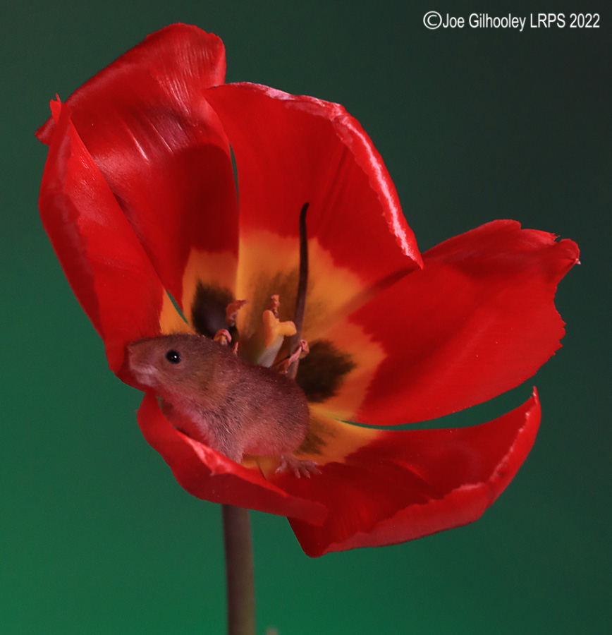 Harvest Mouse in a Tulip