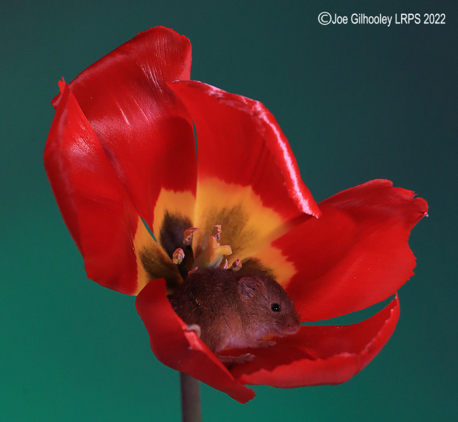 Harvest Mouse in a Tulip