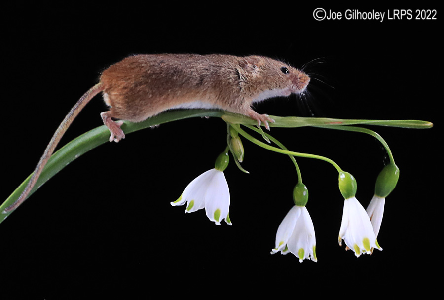 Harvest Mouse 0n a Flower