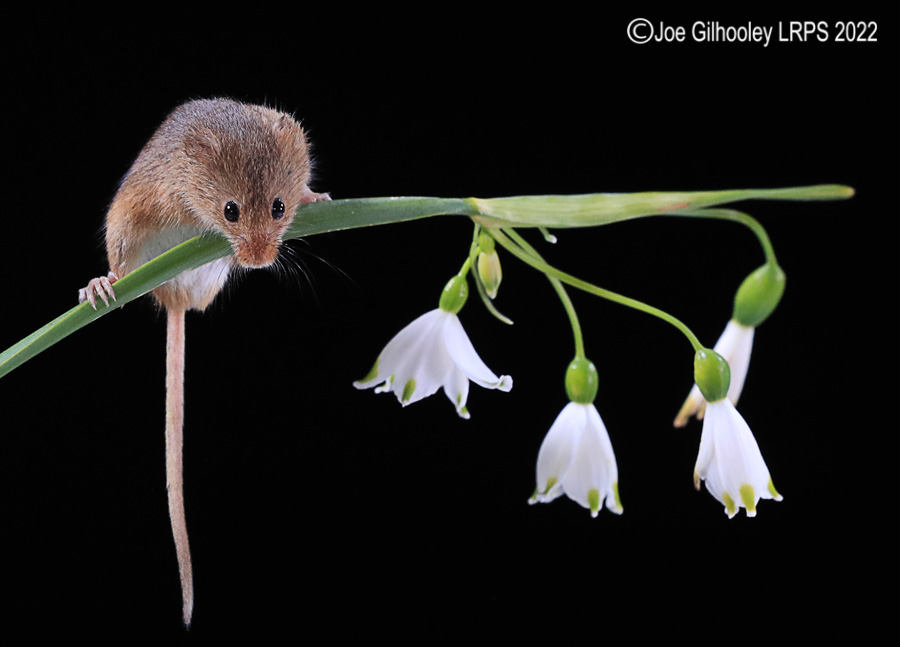 Harvest Mouse 0n a Flower