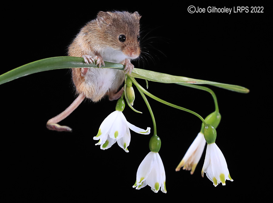Harvest Mouse 0n a Flower
