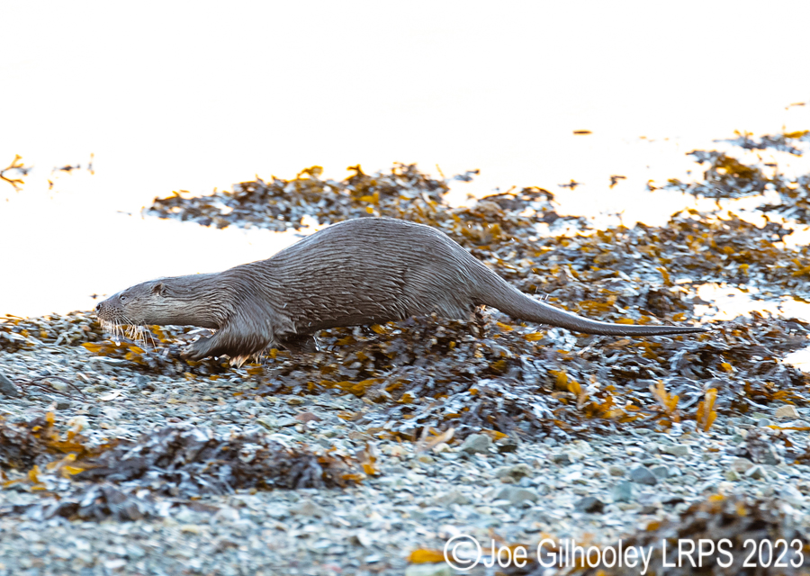 Otters on Loch Spelve, Mull