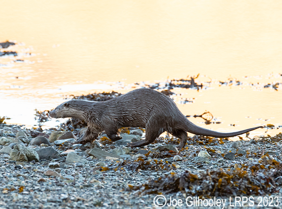 Otters on Loch Spelve, Mull
