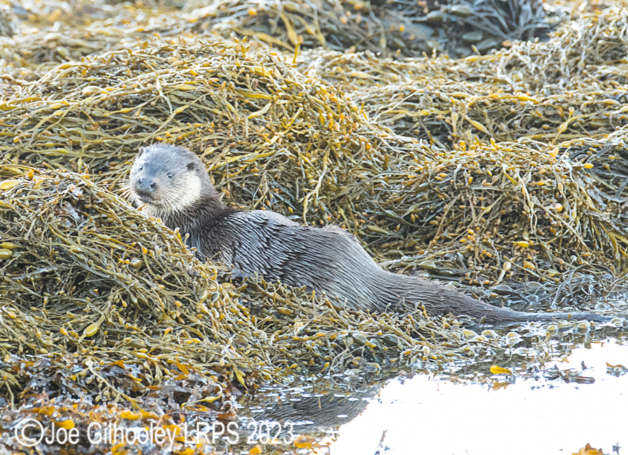 Otters on Loch Spelve, Mull