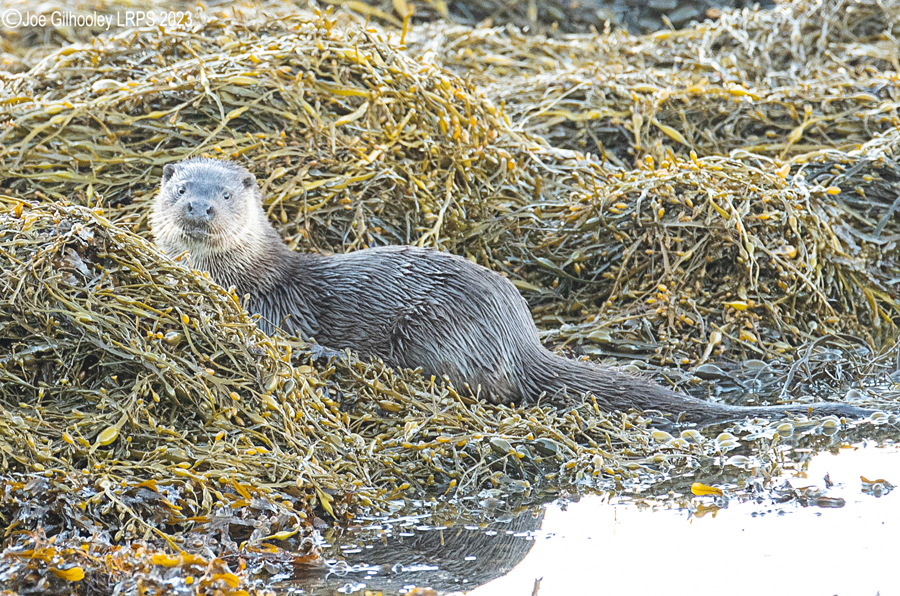 Otters on Loch Spelve, Mull