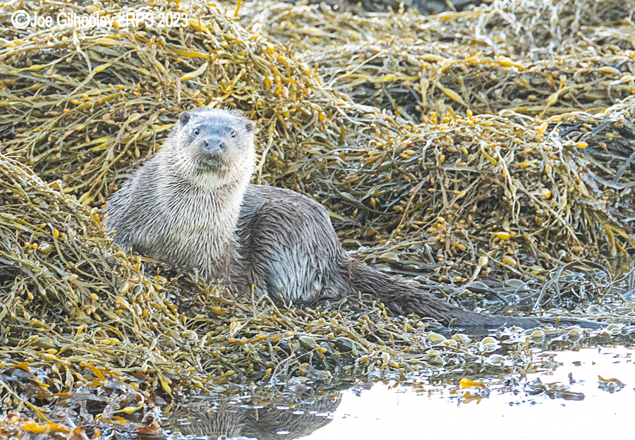 Otters on Loch Spelve, Mull
