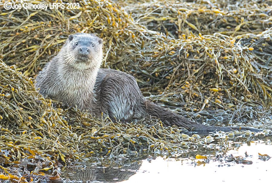 Otters on Loch Spelve, Mull