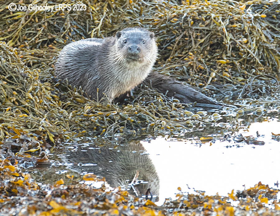 Otters on Loch Spelve, Mull