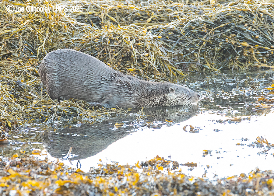 Otters on Loch Spelve, Mull