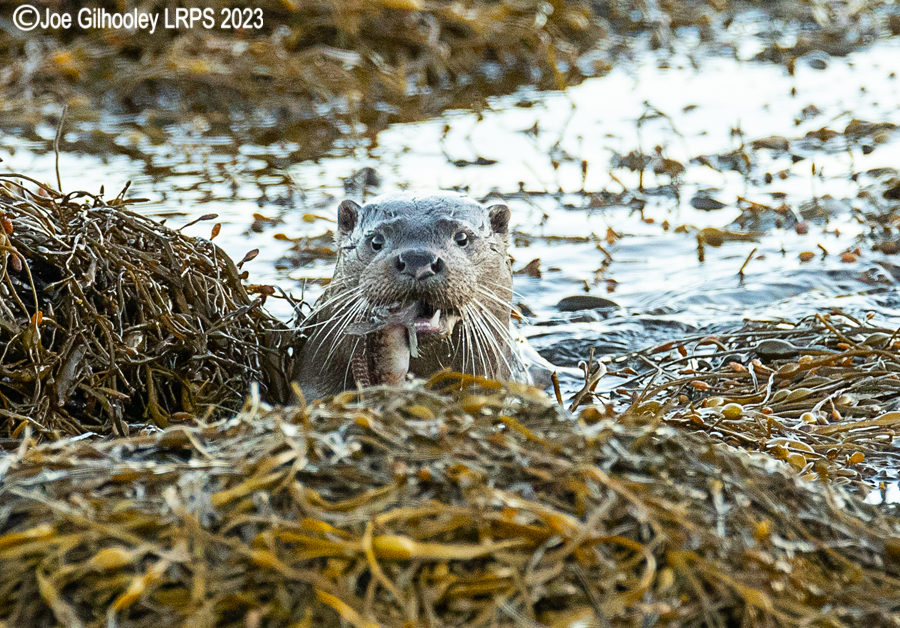 Otters on Loch Spelve, Mull