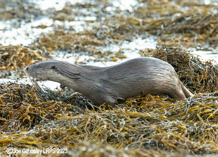 Otters on Loch Spelve, Mull