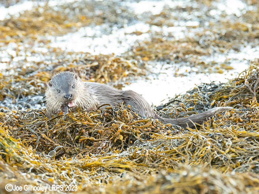 Otters on Loch Spelve, Mull