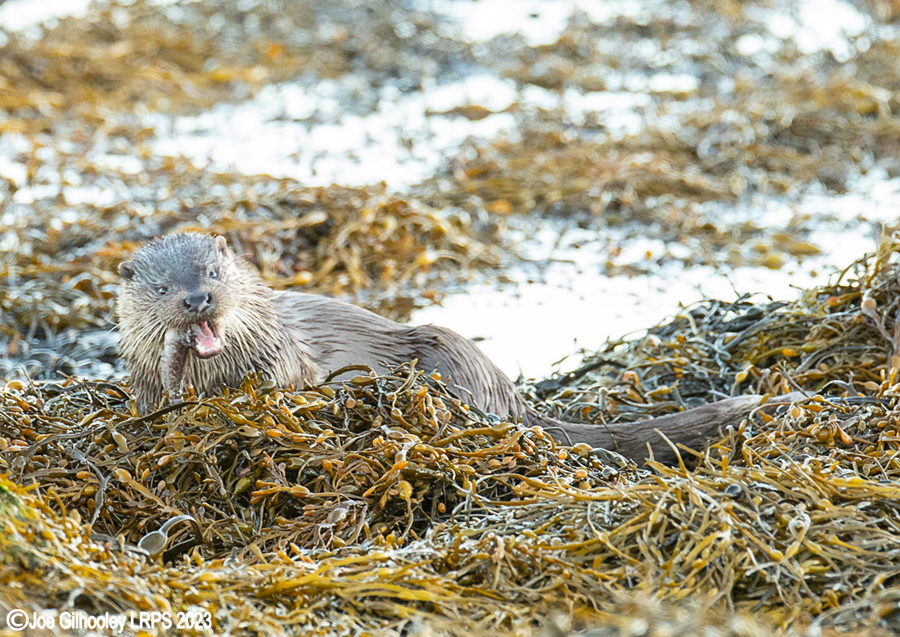 Otters on Loch Spelve, Mull