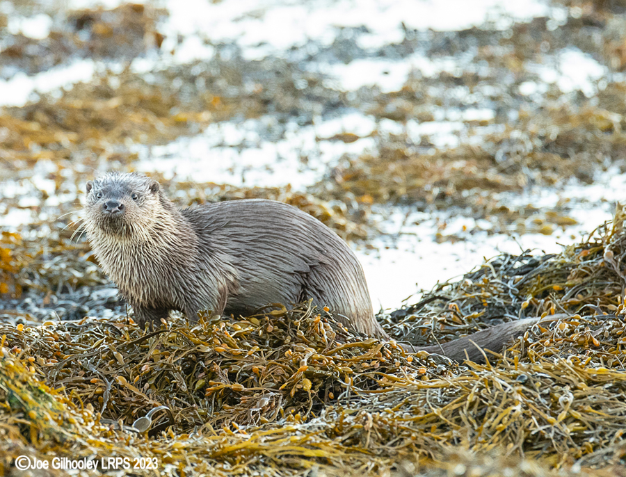 Otters on Loch Spelve, Mull