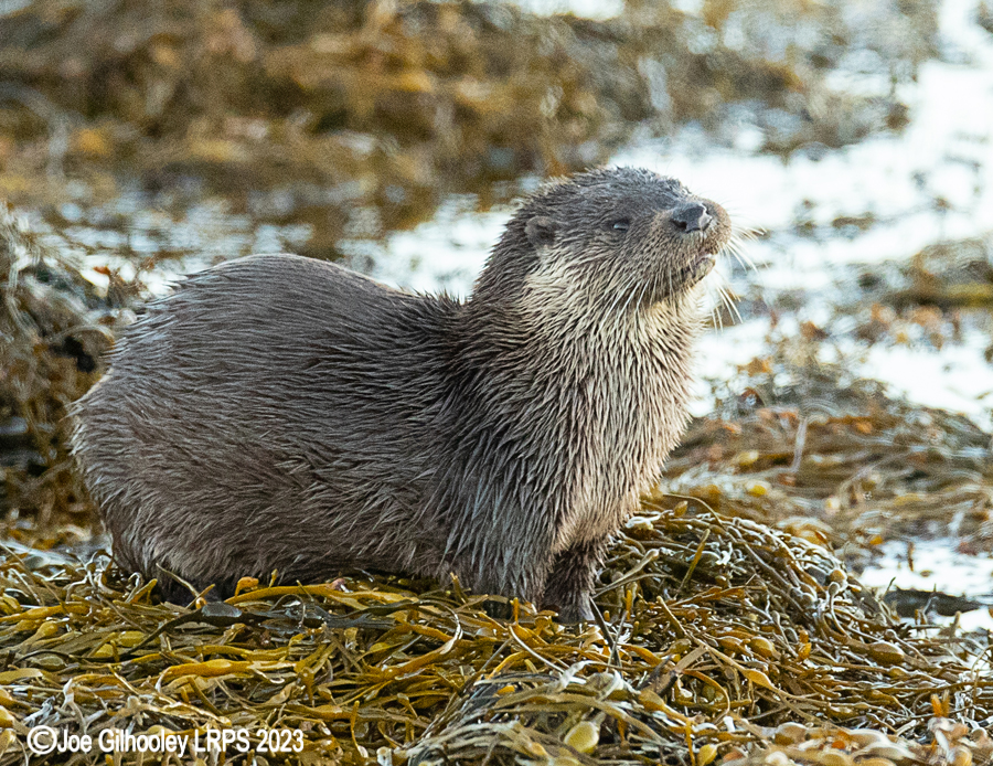 Otters on Loch Spelve, Mull