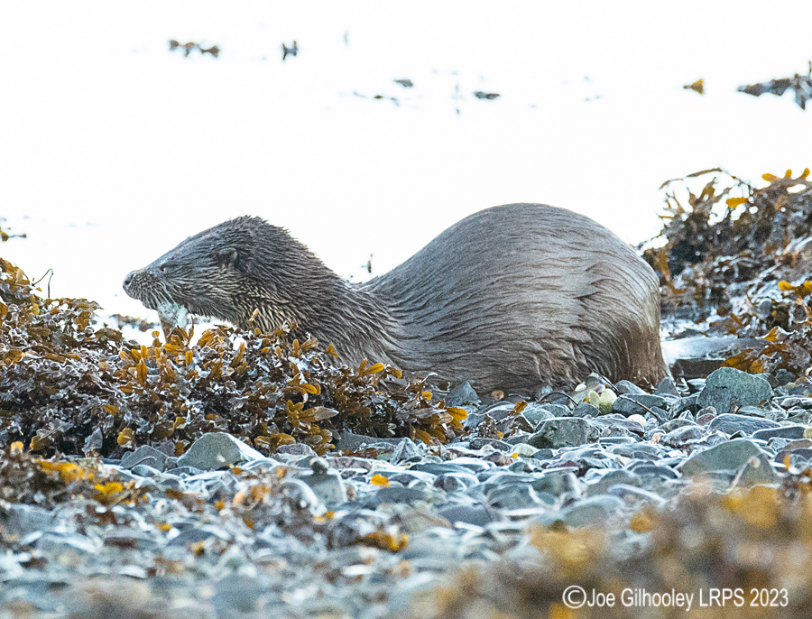 Otters on Loch Spelve, Mull
