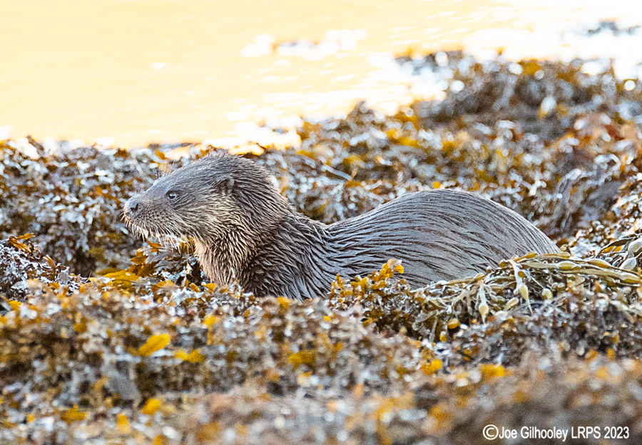 Otters on Loch Spelve, Mull