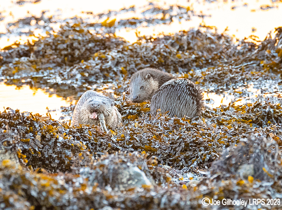 Otters on Loch Spelve, Mull
