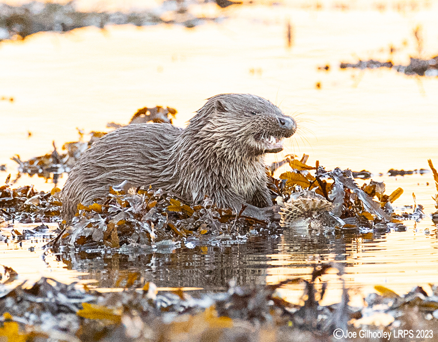 Otters on Loch Spelve, Mull