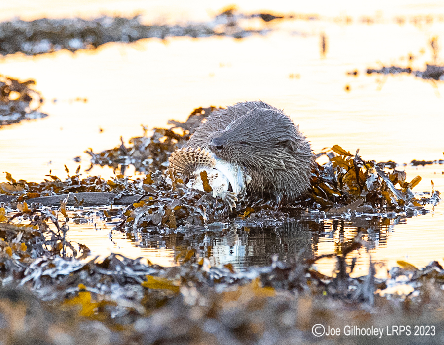 Otters on Loch Spelve, Mull