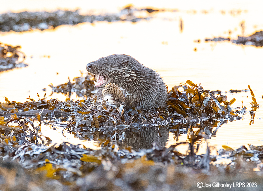 Otters on Loch Spelve, Mull