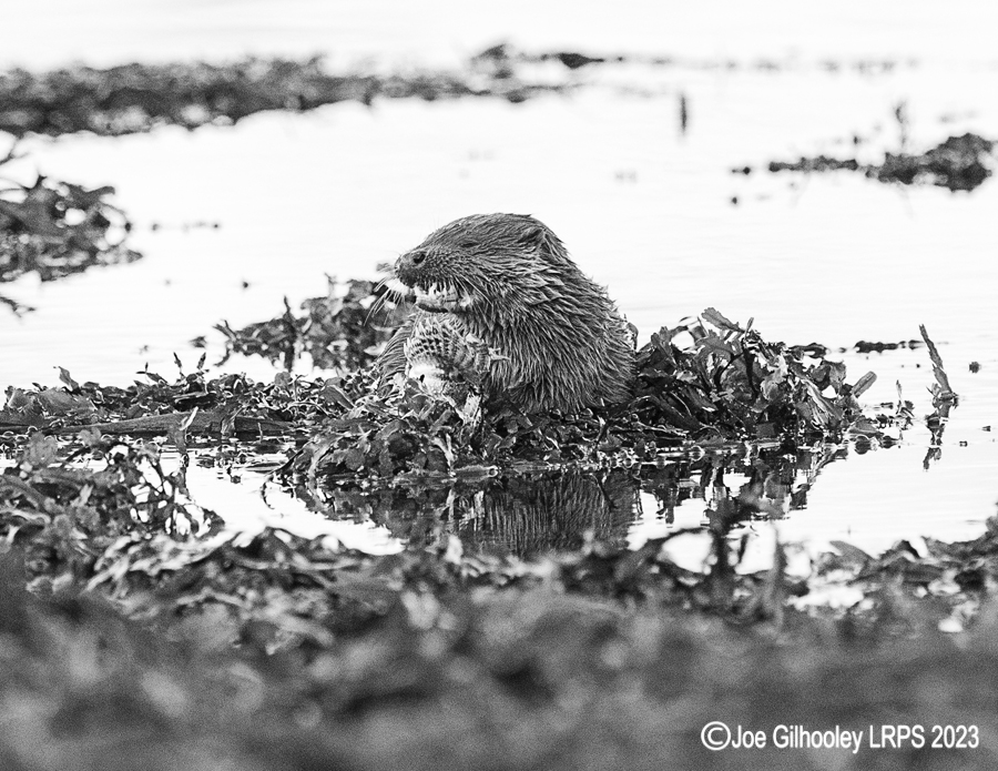 Otters on Loch Spelve, Mull