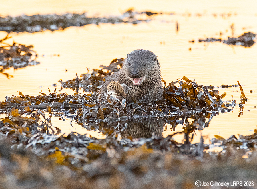 Otters on Loch Spelve, Mull