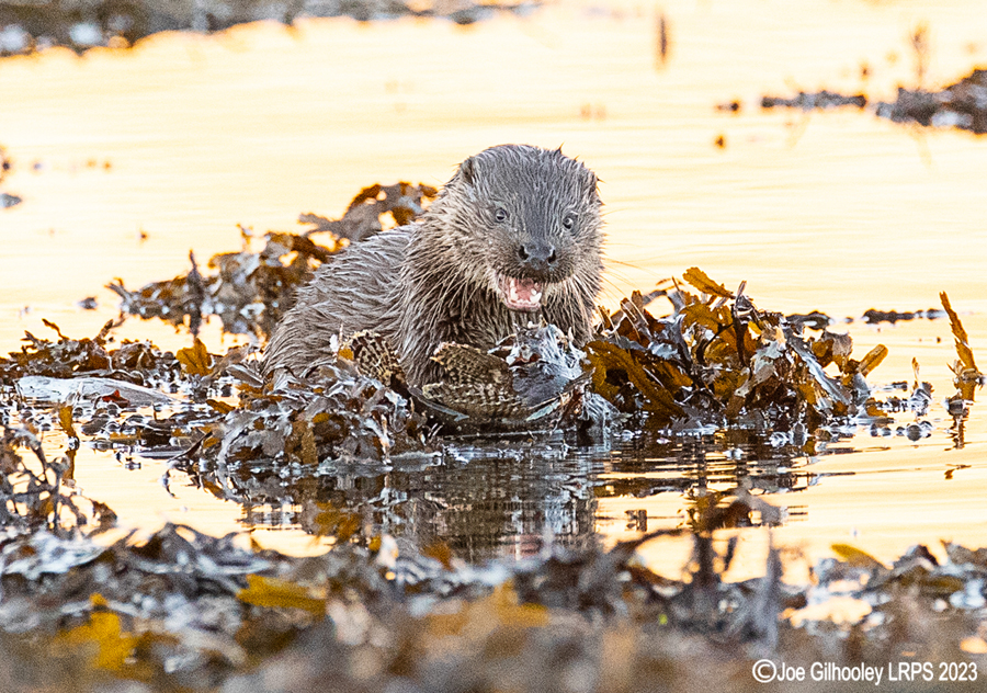 Otters on Loch Spelve, Mull
